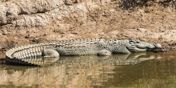 istock Nile Crocodile resting at the sand beach 2164312650