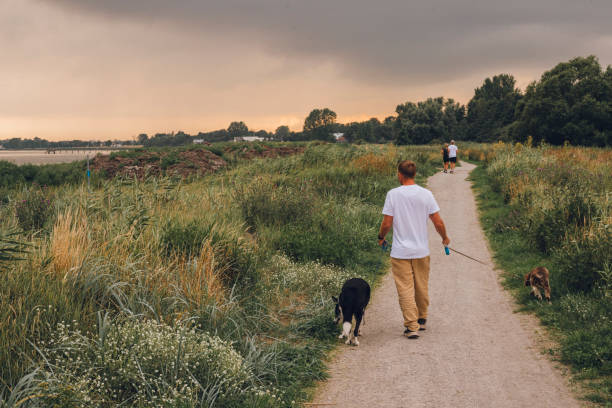 istock Walking dogs by stormy beach outdoors in summer 2164313803