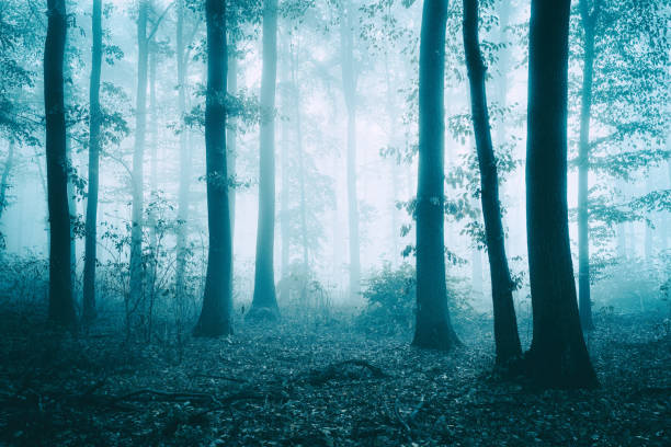 istock Foggy Forest in Autumn 2164313836