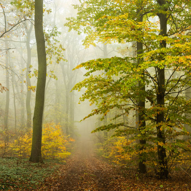 istock Footpath through Foggy Beech Tree Forest in Autumn 2164313839