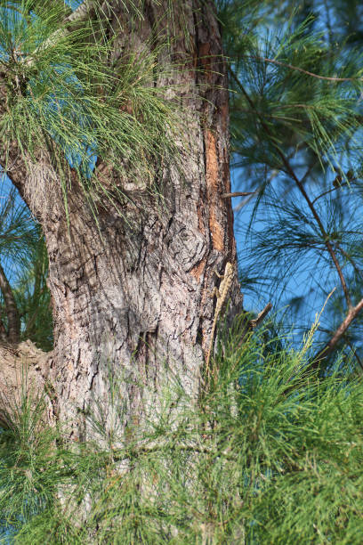 An oriental garden lizard lounging on a pine tree branch