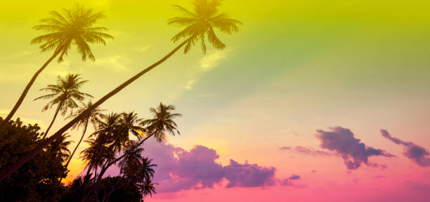 istock Banner Summer with colorful theme as palm trees background as texture frame background 2164314943