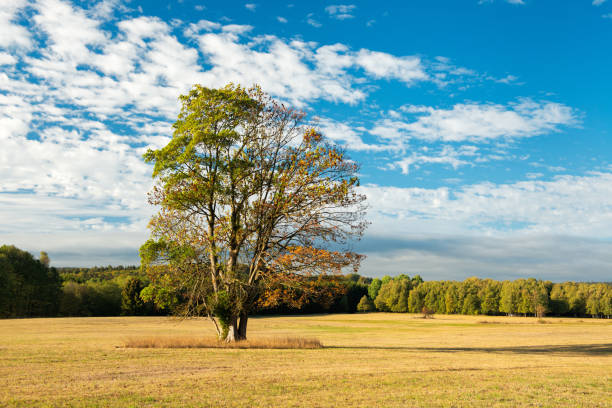Two trees with yellow leaves in field of grass. Sun is shining on trees.