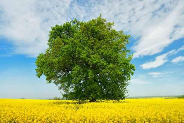 istock Mighty Oak Tree in Field of Rapeseed under Blue Sky with Clouds 2164315269