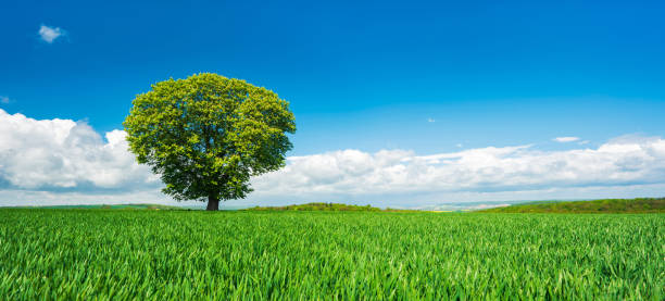 istock Chestnut Tree in Green Field under Blue Sky 2164315270