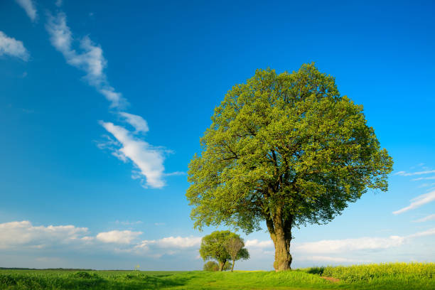 peaceful landscape featuring a solitary tree in a green meadow, with a backdrop of dense forest and rolling hills