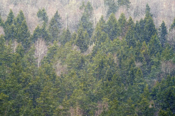 Dense forest covered in snow during winter. Evergreen trees and bare deciduous trees amidst snowfall. Winter season and nature concept.