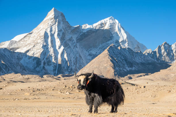 istock yak in the himalayas 2164316530