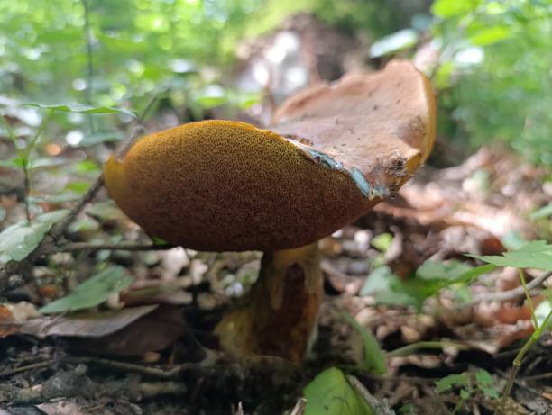 istock Macro  - Forest - Europe, Romania 2164316951