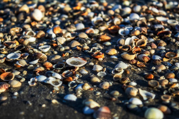 istock Sea, seashore  - Europe, Romania, Constanta region 2164317607