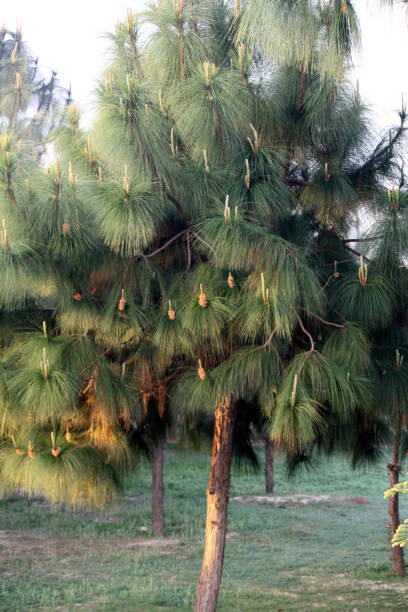 Chir pine (Pinus roxburghii), also known as longleaf Indian pine, is a species of pine in the family Pinaceae , and is native to the Himalayas. Its leaves are very slender, long, needle-like, in fascicles of three and distinctly yellowish green. The cones are ovoid conic and green at first, ripening glossy chestnut-brown. The seeds are with wings and are wind-dispersed.