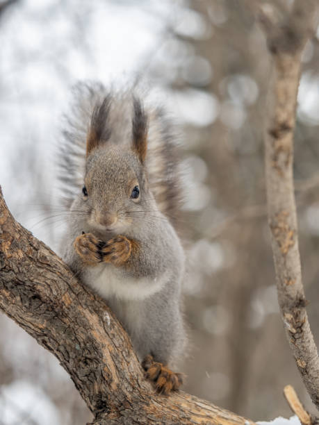 istock The squirrel with nut sits on tree in the winter or late autumn. 2164318964