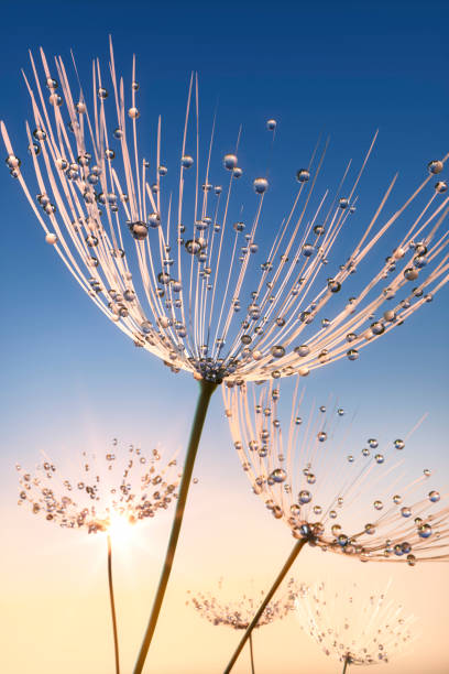 istock Dandelion seeds with dew drops in the sun 2164319040