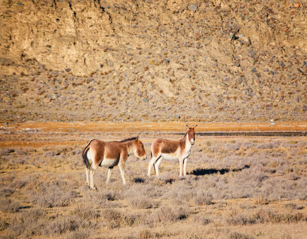 istock the Equus kiang in Tibet 2164319900
