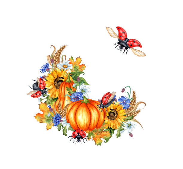 Pumpkins sunflowers cornflowers daisies ladybugs wreath watercolor Pumpkins, sunflowers, daisies, cornflower, wheat, autumn leaves and ladybugs wreath watercolor illustration. Symbol of Thanksgiving or Halloween. Autumn season decoration isolated from background. ladybug frame border clip art stock illustrations
