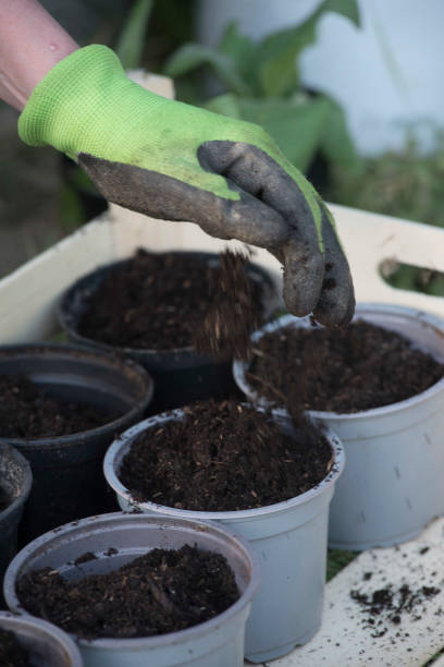 istock garden planting with flowers and plants 2164320785