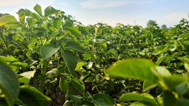 istock Field with potatoes. Potato plant close up. 2164322145