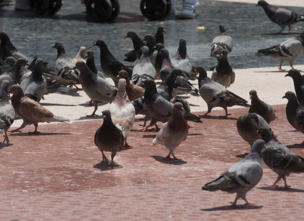 istock pigeon or dove, flying animal 2164323851