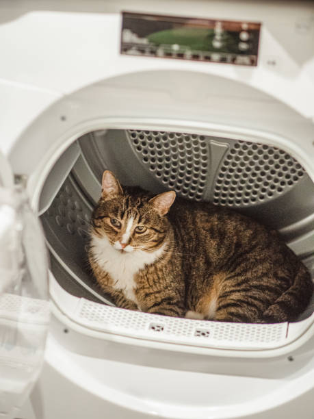 Cute tabby cat sitting in the white dryer.