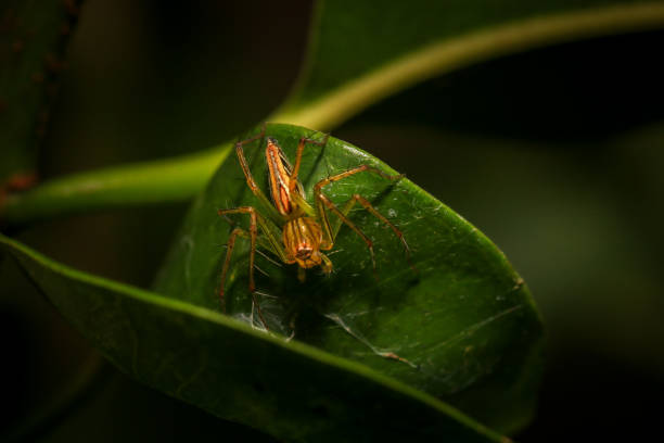 jumping spider macro close up on the black background in the nature