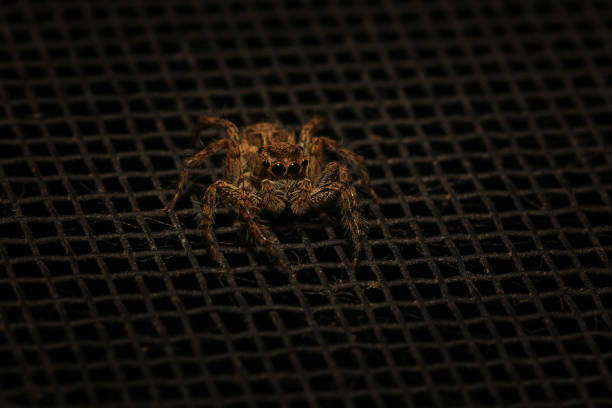 jumping spider macro close up on the black background in the nature