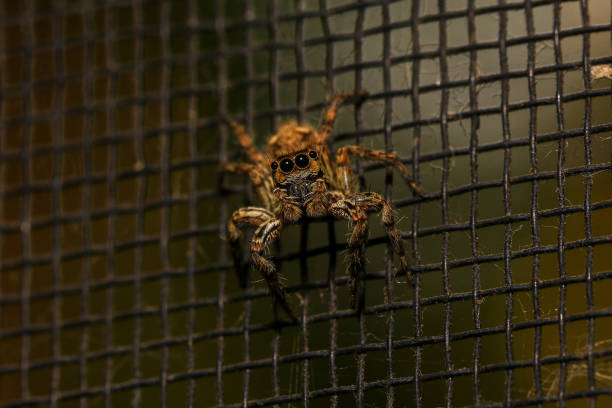 jumping spider macro close up on the black background in the nature