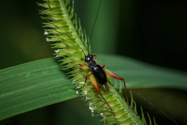 istock bug on green leaf in the wild nature. macro. A bug life 2164330644