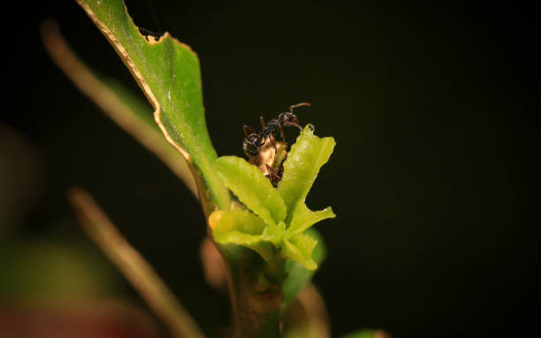 istock bug on green leaf in the wild nature. macro. A bug life 2164331630