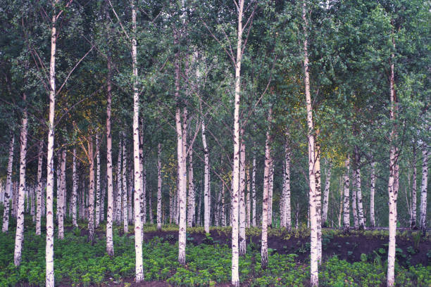 Birch tree forest with lush green foliage. Nature and outdoor concept