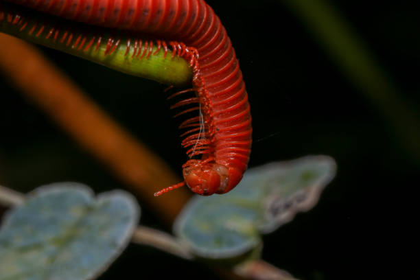 istock Close up of a millipede on a branch 2164332076