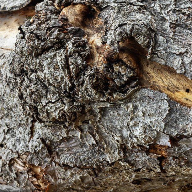 istock The trunk of the apple tree is covered with torn bark 2164332674