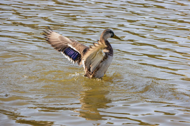 In summer, one wild brown duck flaps its wings in the lake