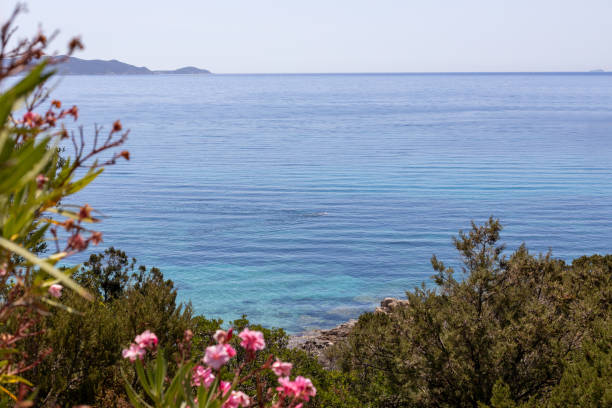 istock Blooming Flowers with Sea View 2164332908