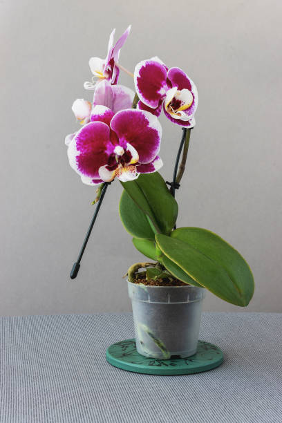 istock Phalaenopsis orchid seedling on gray background 2164333134
