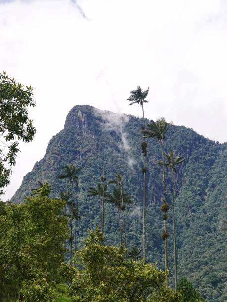 istock Salento, Colombia 2164333167
