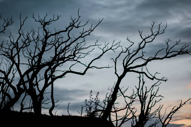 Eerie silhouettes of burnt trees stand out against a twilight sky in Legarda, Navarra, Spain, creating a haunting scene.