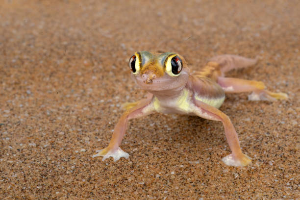 istock The Namib desert gecko also known as the Kaoko web-footed gecko 2164334112