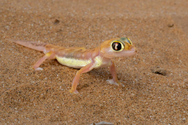 istock The Namib desert gecko also known as the Kaoko web-footed gecko 2164334169