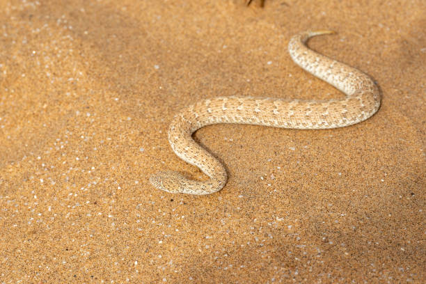 istock The sidewinder. The Desert sidewinding adder 2164334273