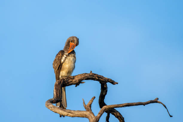 Bradfield's Hornbill (Tockus bradfieldi) sitting on a branch in the first warm light in Mahango National Park, part of the Bwabwata National Park in the Caprivi Strip in Namibia.