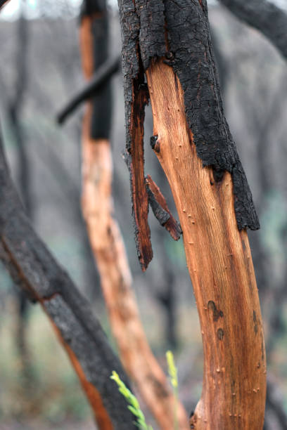 istock Close-Up of Charred Tree Trunk After Wildfire in Navarra 2164335768