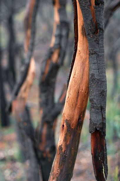 istock Close-Up of Charred Tree Trunk After Wildfire in Navarra 2164336081