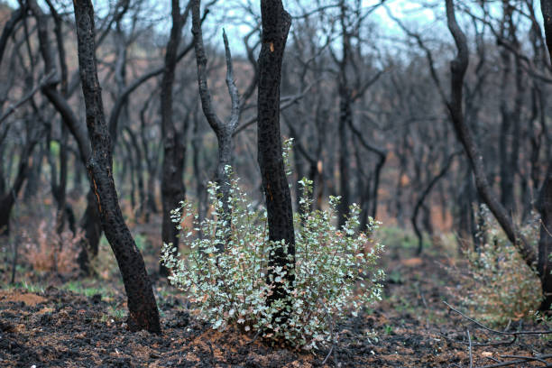 istock Burnt Forest with New Plant Growth After Wildfire 2164337048
