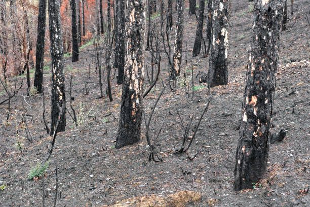 A close-up view of charred trees in a forest in Legarda, Navarra, Spain, showcasing the aftermath of a wildfire.