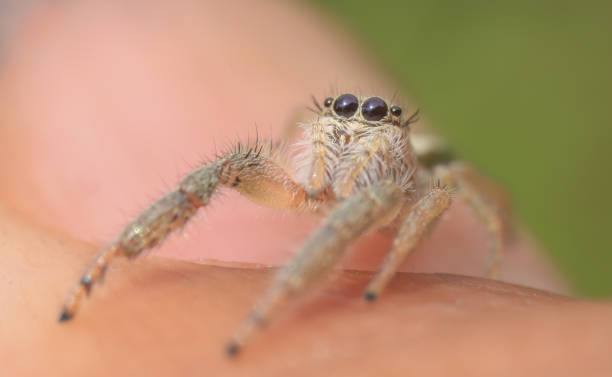 istock Jumping spider taken with macro photography 2164341543