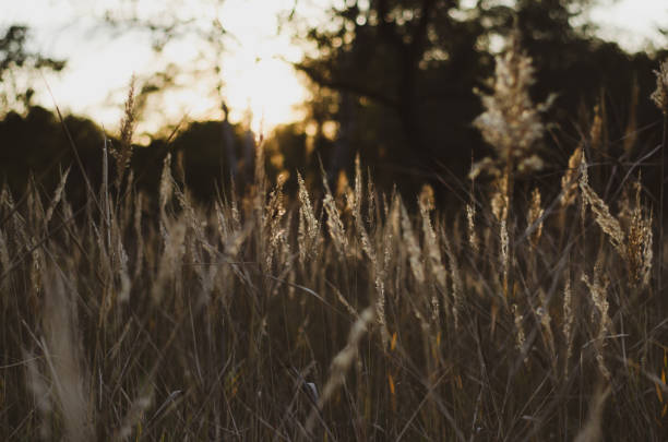 istock Wild grass in the golden sunlight 2164342952