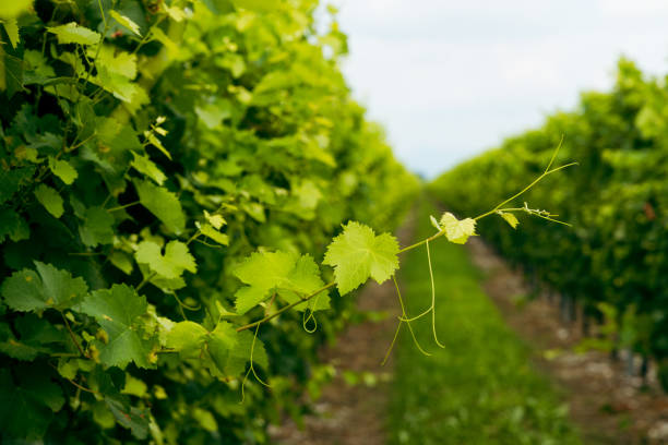 istock vineyards in italy 2164345139