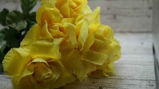 istock Crafted yellow roses photos 2164348097