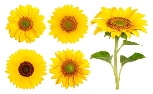 istock Set. Yellow sunflowers on a blank background 2164349016