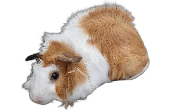 istock a photography of a guinea laying down on a white surface. 2164352772